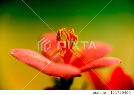 Abstract colored background close up. Macro flowers and petals Abstract colored background close up. Macro flowers and petals 131756409