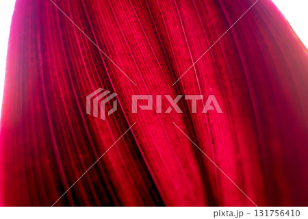 Abstract colored background close up. Macro flowers and petals 131756410