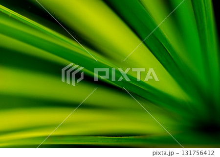 Abstract colored background close up. Macro flowers and petals Abstract colored background close up. Macro flowers and petals 131756412