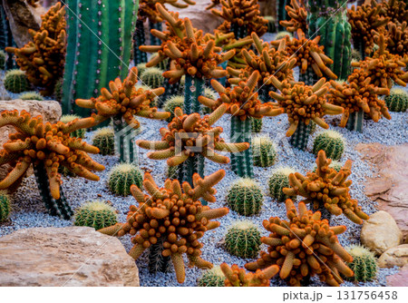 Collection beautiful prickly cacti in the greenhouse 131756458