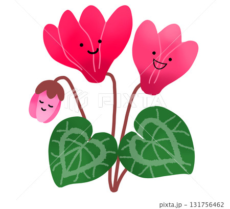 ピンク色の可愛らしいシクラメンの花 131756462