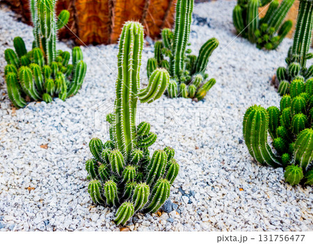 Collection beautiful prickly cacti in the greenhouse Collection beautiful prickly cacti in the greenhouse 131756477