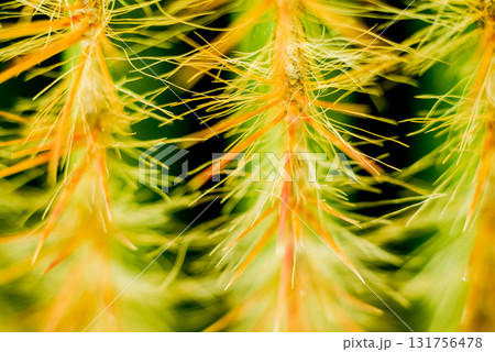 Beautiful macro shots of prickly cactus. Background and textures Beautiful macro shots of prickly cactus. Background and textures 131756478