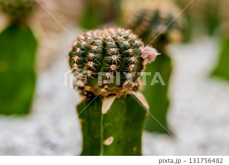 Collection beautiful prickly cacti in the greenhouse Collection beautiful prickly cacti in the greenhouse 131756482