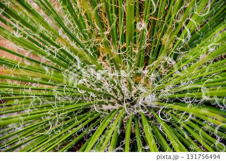 Beautiful macro shots of prickly cactus. Background and textures 131756494