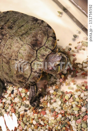 穏やかなまなざしのミシシッピアカミミガメ 131756592