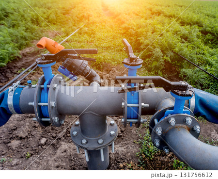 Drip irrigation system. Water saving drip irrigation system being used Drip irrigation system. Water saving drip irrigation system being used 131756612