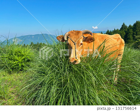 南阿蘇村で放牧されている阿蘇のあか牛 南阿蘇村で放牧されている阿蘇のあか牛 131756614