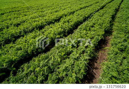 Long field and rows of carrots. Blue summer sky. 131756620