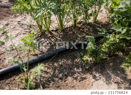 Drip irrigation system. Water saving drip irrigation system  131756624