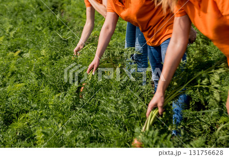 Growing organic carrots. Carrots in the hands a group of farmers. Growing organic carrots. Carrots in the hands a group of farmers. 131756628