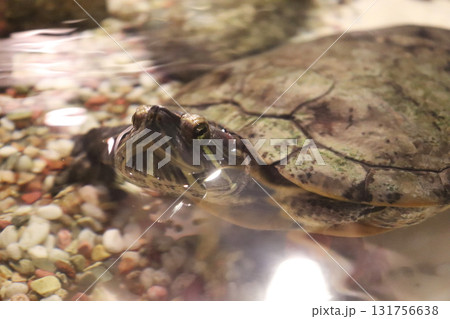 水面からミドリガメがこんにちは 131756638