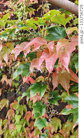 Colorful ivy leaves in shades of green, yellow and red climbing on a wall during autumn. The image symbolizes seasonal transformation, nature's cycle and botanical texture Colorful ivy leaves in shades of green, yellow and red climbing on a wall during autumn. The image symbolizes seasonal transformation, nature's cycle and botanical texture 131756729