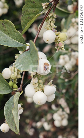 Close-up of white snowberries growing on a bush with green leaves in autumn. The image symbolizes natural beauty, seasonal change and botanical detail 131756747