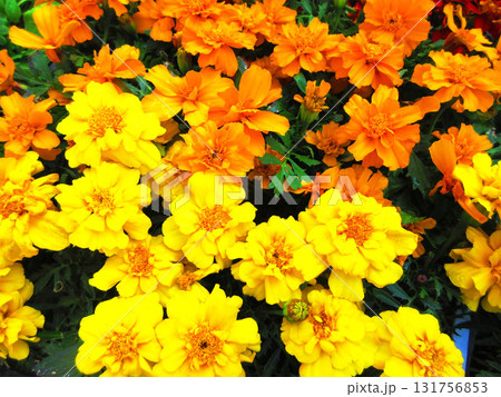 黄色とオレンジ色のマリーゴールドの満開の花の風景 131756853