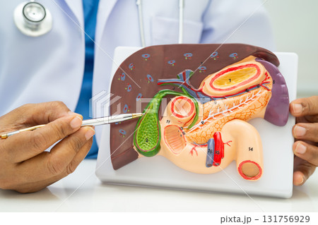 Liver with gallbladder, pancreas spleen and duodenum, Asian doctor holding human anatomy model for study diagnosis and treatment in hospital. Liver with gallbladder, pancreas spleen and duodenum, Asian doctor holding human anatomy model for study diagnosis and treatment in hospital. 131756929