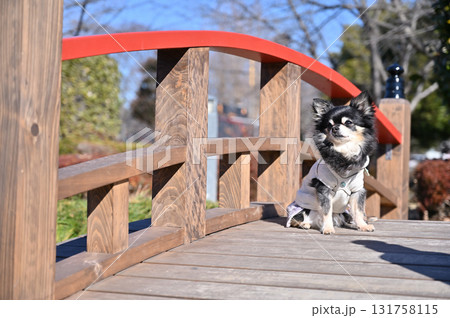 可愛いチワワと和風の橋 131758115