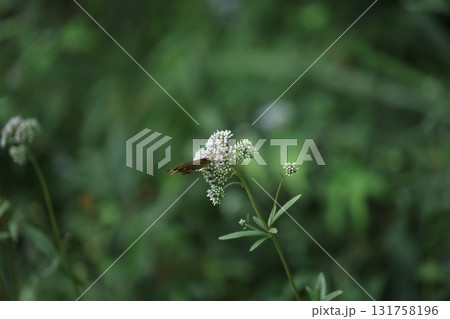 ヒメジャノメ 131758196