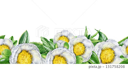 White camellia flower seamless border decor element. Lush spring blossoms vintage style hand drawn watercolor illustration. Botanical floral decoration element isolated on a white background White camellia flower seamless border decor element. Lush spring blossoms vintage style hand drawn watercolor illustration. Botanical floral decoration element isolated on a white background 131758208
