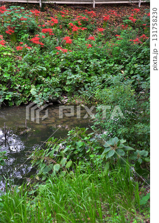 《愛知県》名古屋市北区　堀川に咲く彼岸花 131758230