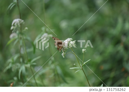 ヒメジャノメ 131758262