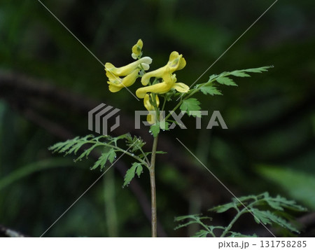 朝露をつけたミヤマキケマン 朝露をつけたミヤマキケマン 131758285