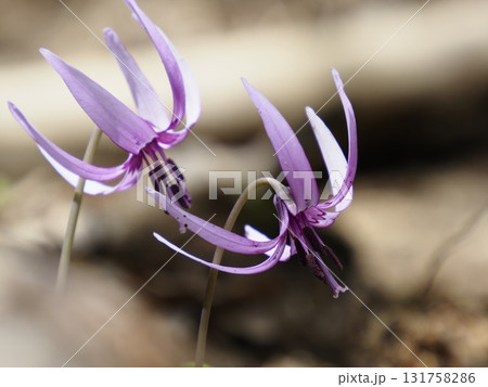 カタクリの花　2輪 131758286