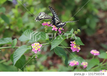 秋の公園に咲くカラフルなランタナの花の周りを飛び回る2匹のキアゲハ蝶 秋の公園に咲くカラフルなランタナの花の周りを飛び回る2匹のキアゲハ蝶 131758334