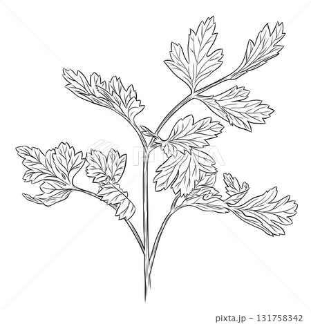 Monochrome botanical fragrant herb drawing of parsley plant isolated on white background. Graphic hand drawn ink vector Monochrome botanical fragrant herb drawing of parsley plant isolated on white background. Graphic hand drawn ink vector 131758342