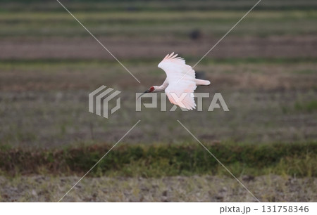低空で飛ぶトキ 131758346