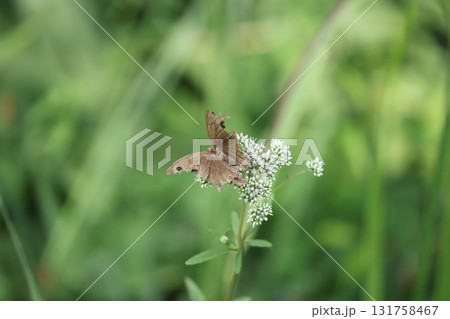 ヒメジャノメ 131758467