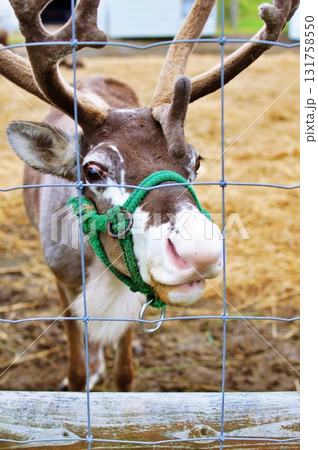 ほろのべトナカイ観光牧場の風景 ほろのべトナカイ観光牧場の風景 131758550