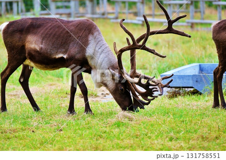 ほろのべトナカイ観光牧場の風景 131758551