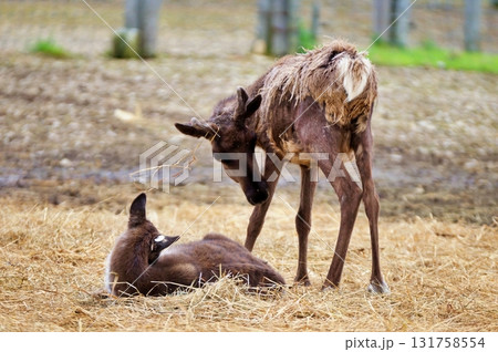 ほろのべトナカイ観光牧場の風景 131758554