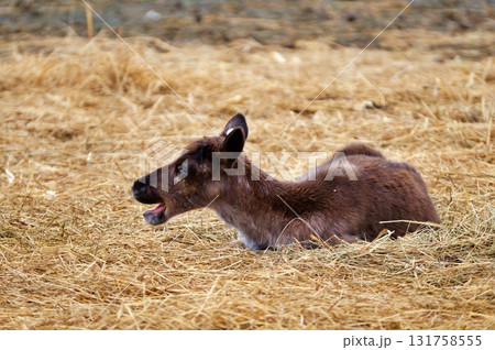 トナカイの赤ちゃん 131758555