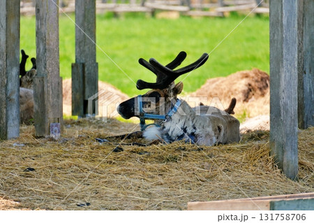 ほろのべトナカイ観光牧場の風景 131758706