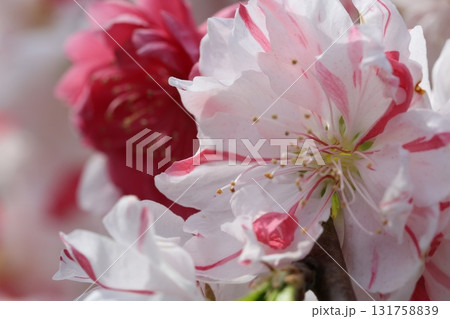 満開になった桃の花 131758839