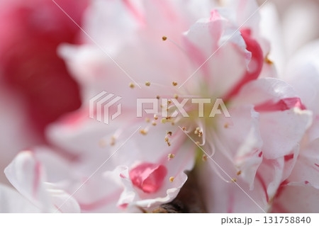 満開になった桃の花 131758840