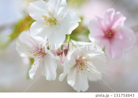 桜咲く 131758843