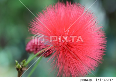 赤い花 131758847