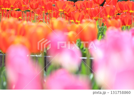 カラフルなチューリップ畑 カラフルなチューリップ畑 131758860