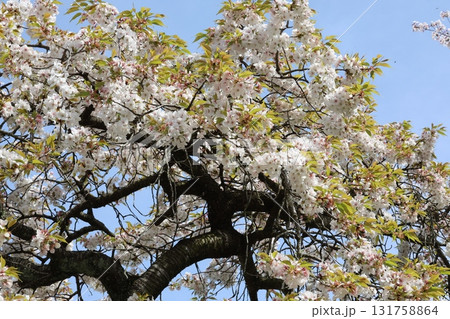 青空に映える満開の桜 131758864