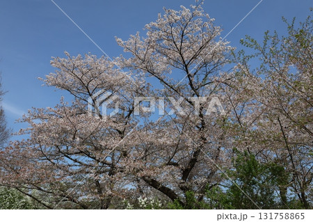 青空に映える満開の桜 青空に映える満開の桜 131758865