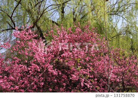鮮やかな花と柳 鮮やかな花と柳 131758870