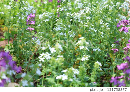 紫と白の小さな花 紫と白の小さな花 131758877