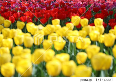 カラフルなチューリップ カラフルなチューリップ 131758881