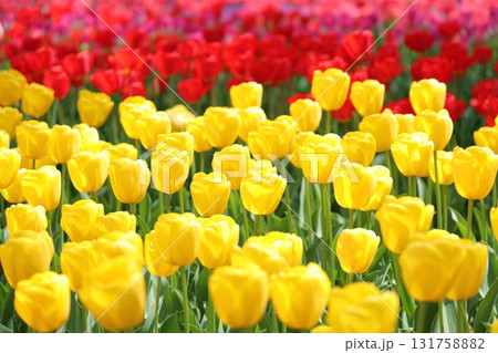カラフルなチューリップ カラフルなチューリップ 131758882