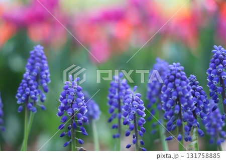 鮮やかな紫色のムスカリの花 131758885