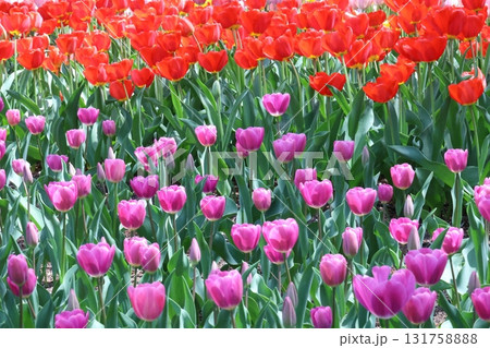 鮮やかなチューリップ 131758888