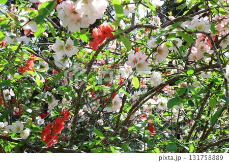 華やかな花 華やかな花 131758889